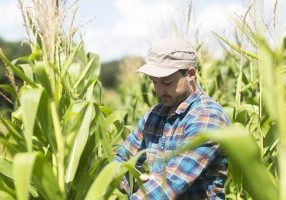 Farmer in corn field quality checking corn plants