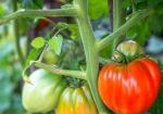 Fresh organic tomatoes in garden
