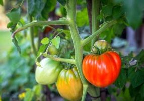 Fresh organic tomatoes in garden