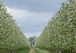 Fruit garden and plantation in spring. Path on blooming apple farm, green grass and sky with clouds, panorama, free space