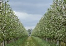 Fruit garden and plantation in spring. Path on blooming apple farm, green grass and sky with clouds, panorama, free space