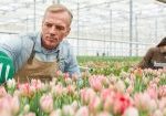 Portrait of handsome mature man caring for flowers at tulip plantation in greenhouse, copy space