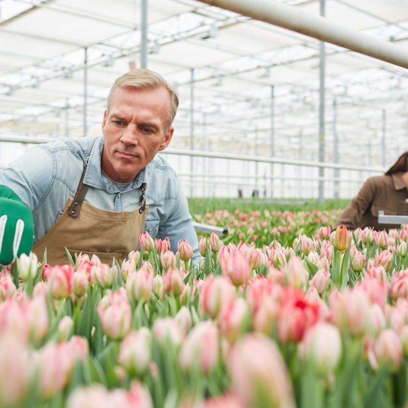 Portrait of handsome mature man caring for flowers at tulip plantation in greenhouse, copy space